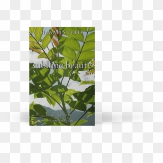 Maidenhair Tree Clipart