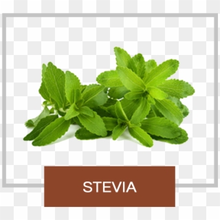 Zevia Leaf Clipart