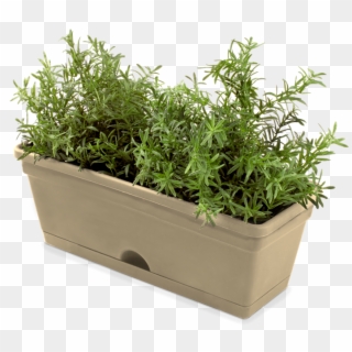 Herbs Pot Clipart