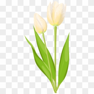 Flores Pintadas A Mano Capullos De Elementos Diseño - Sprenger's Tulip Clipart