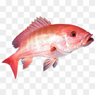 2 Gulf States - Red Snapper Fish Png Clipart