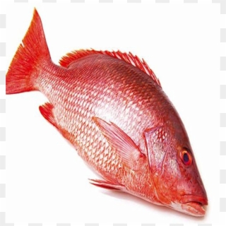 Red Snapper 1kg - Red Snapper Clipart