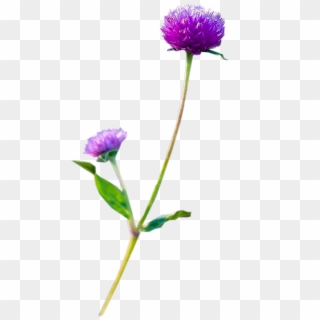 Flowers - Purple Clover - China Aster Clipart