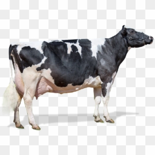 Vaca Png Clipart