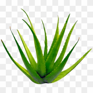 Planta Aloe Vera - Bibit Tanaman Lidah Buaya Clipart