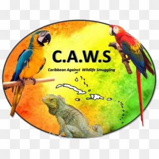 Caws-logo - Macaw Clipart