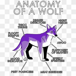 Anatomy Of A Wolf - Anatomy Of A Furry Clipart
