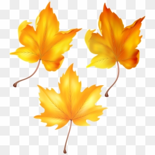 Beautiful Autumn Leaves Png Clip Art Transparent Png