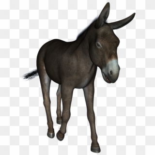Donkey, Animal, Cute, Portrait, Mammal, Stubborn, Ass - Youre An Ass Clipart