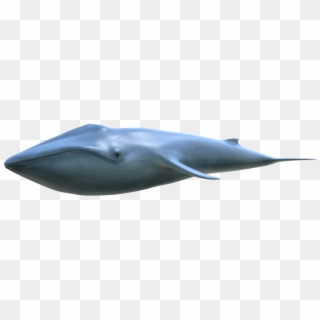 3d Modeling Inner Page - Blue Whale Clipart