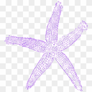 Lavender Clipart Starfish - Blue Sea Shell Clip Art - Png Download