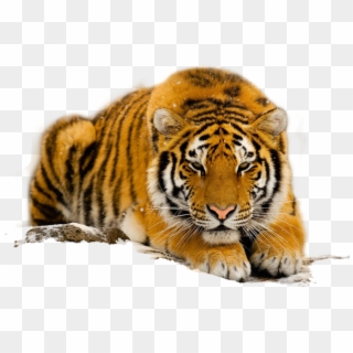 Free Download Species Of The South China Tiger - Orange Tigers With Blue Eyes Clipart