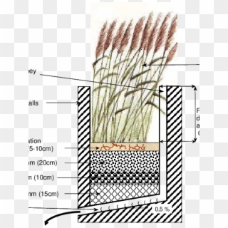 Cross-section Of A Pilot Plant - Phragmites Clipart