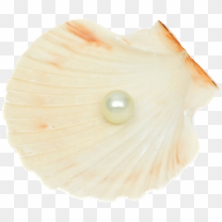 Seashell Png Clipart