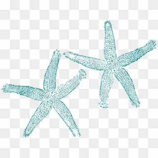 Turquoise Starfish Clipart - Png Download