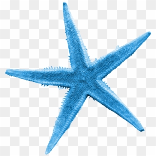 Vector Royalty Free Library Illustration Transprent - Blue Starfish Png Clipart