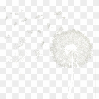 Dandelion Download Transparent Png Image - Transparent Dandelion Black And White Clipart