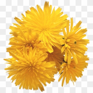 Dandelion Png - Love Songs Ray Conniff Clipart