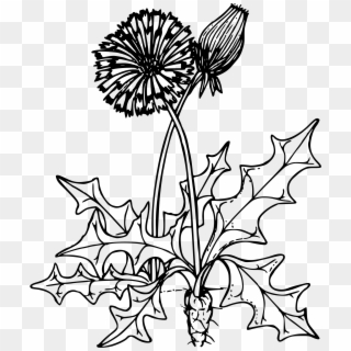 This Free Icons Png Design Of Common Dandelion - Dandelion Clipart Black And White Transparent Png