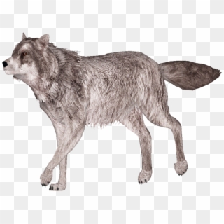 Gray Wolf - Canis Lupus Tundrarum Clipart