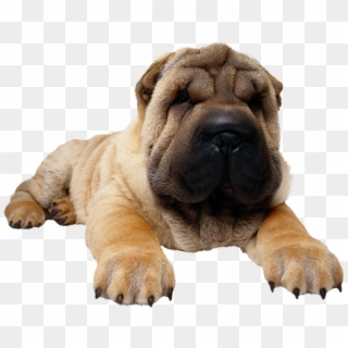 Dog Png, Download Png Image With Transparent Background, - Chow Chow Bulldog Clipart