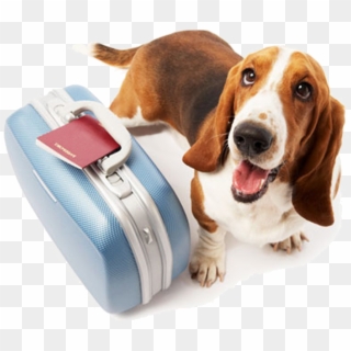 Consejos Para Viajar Con Mascotas - Dog Travel Clipart