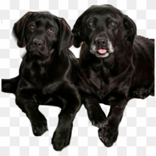 #dog #perros #labrador #mascotas#mascota - Cloning Clipart