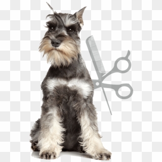Artículos Para Mascotas - Dog Breed With A Mustache Clipart