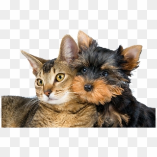 #dog #perros #gatos #cat #mascotas - Йоркширский Терьер И Кошка Clipart