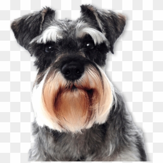 We Simply Do It - Schnauzer Face Clipart