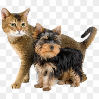 #dog #perros #gatos #cat #mascotas - Yorkshire Terrier And Cat Clipart