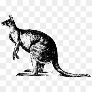 Drawing Kangaroo Marsupial - Kangaroo Grayscale Clipart