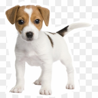 Jack Russell Bull Terriers , Png Download - Transparent Little Dog Png Clipart