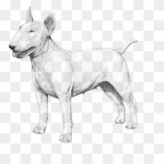 American Pit Bull Terrier - Bull Terrier Clipart