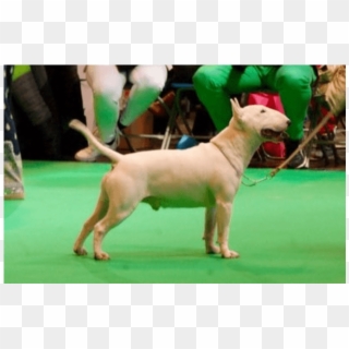 Vandret4 Lodret4 - Bull Terrier (miniature) Clipart