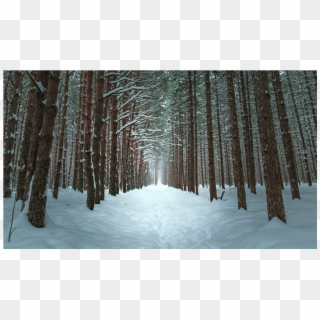 Score 50% - Winter Forest Phone Background Clipart