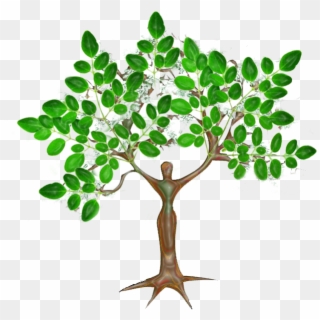 Moringa Miracle Tree Clipart