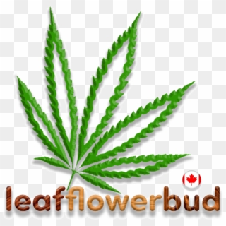 Leaf, Flower, Bud On Twitter - Aloe Clipart