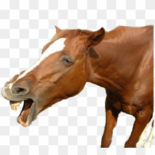 Funny Horse Png - Funny Horse Pictures Png Clipart