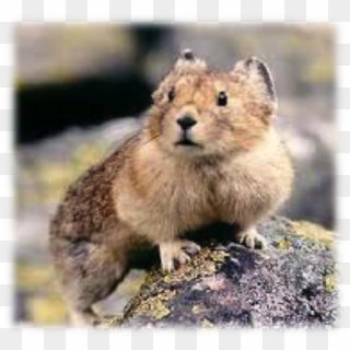 Behavioral Baselines And Modeling In A Changing Climate - American Pika Clipart