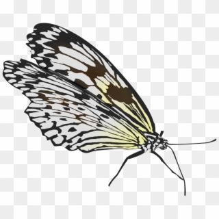 Butterfly Clipart