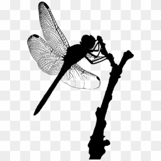 Insect Silhouette Shoe Line Dragonfly - Fairy Clipart
