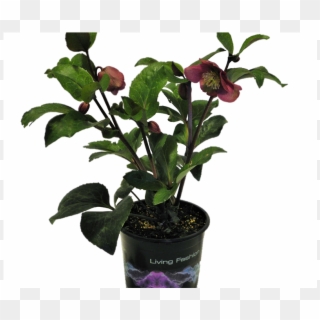 5l Hellebore Anna's Red - Houseplant Clipart