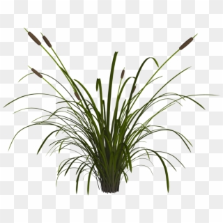 Reed Png - Reed Plant Png Clipart