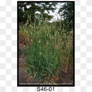 Harding Grass, Bulbous Canarygrass - Sweet Grass Clipart
