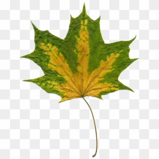 Sheet Autumn Leaves Maple Maple Leaf Autumn Leaf - Green Autumn Leaf Clipart