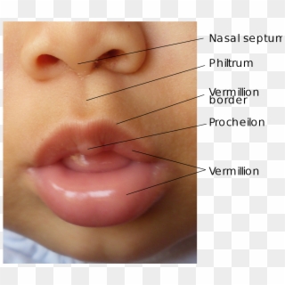 Surface Anatomy Of The Human Lips - Vermilion Lip Clipart