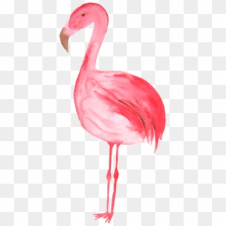 Flamingo Drawing Hand Drawn - فلامنجو Clipart