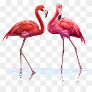 Free Watercolor Flamingo Png Png Transparent Images - Pikpng