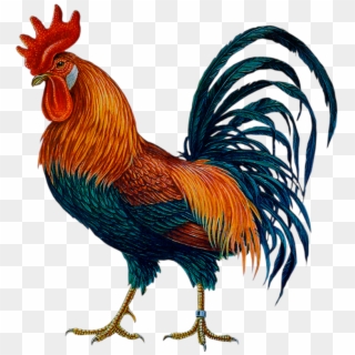 Cock Png Clipart